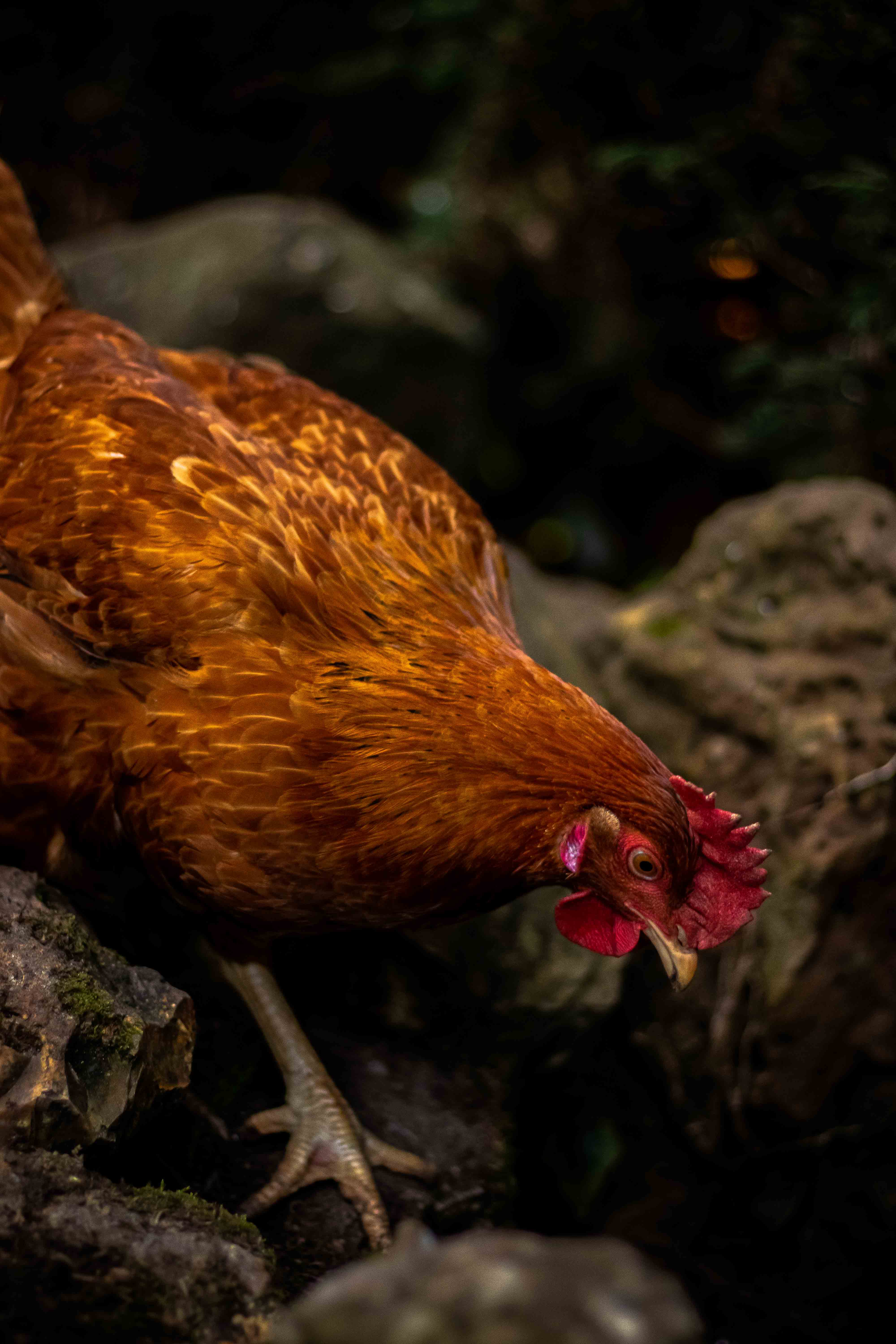 Photo d'une poule orange ayant la tête penché vers le bas